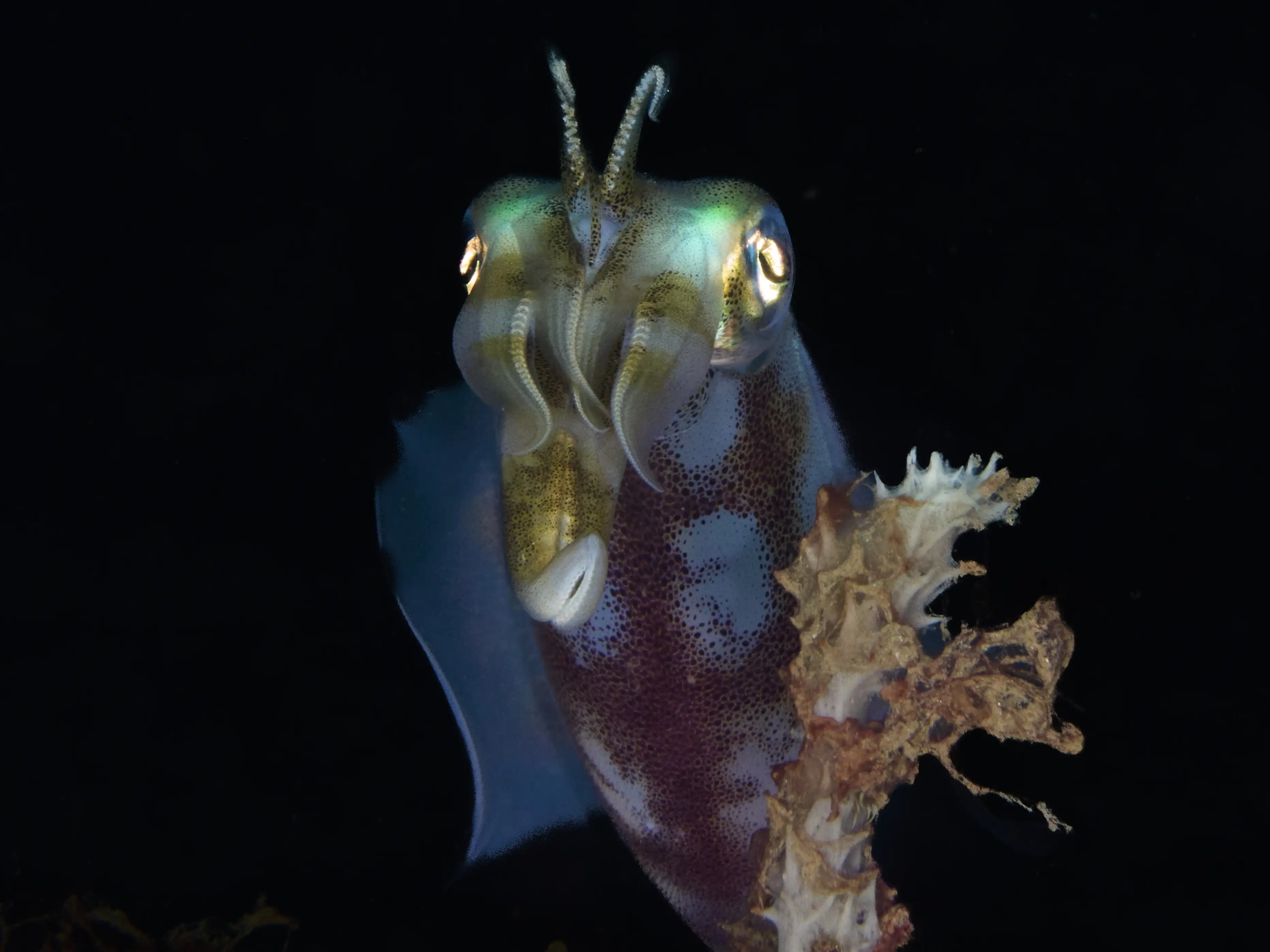 Reef squid - La Tortue house reef - 12m - night dive